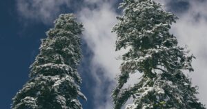 Две заснеженные ели рядом